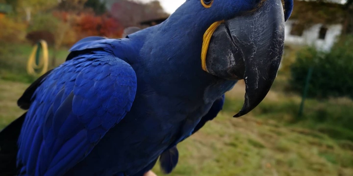 10 Healthy Habits For A Healthy Great Green Macaw