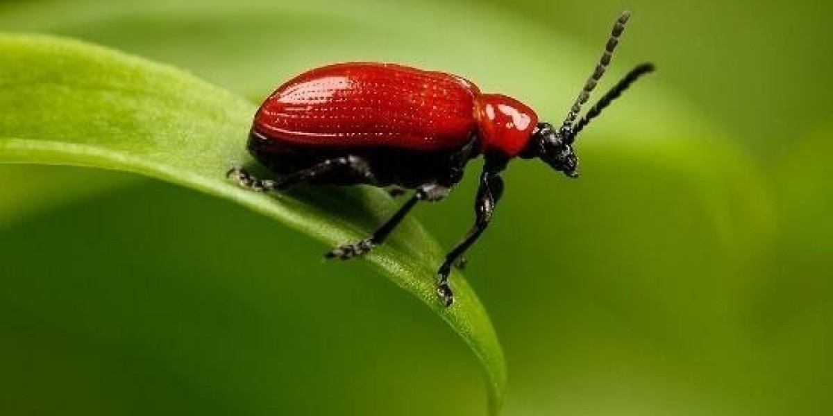 Other Real Estate Owned (OREO): what it is and how It Works