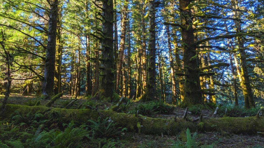 Is a Wilderness Treatment Program Safe for My Teenager?