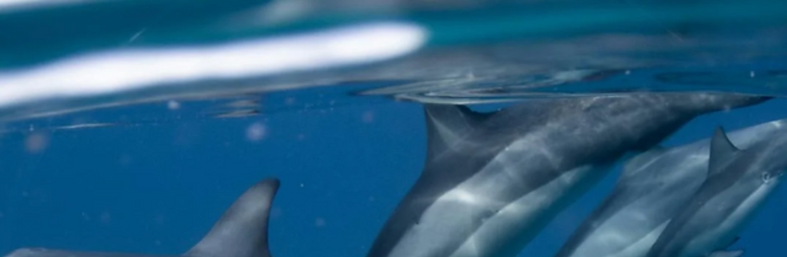 danapointdolphinwatching Cover Image