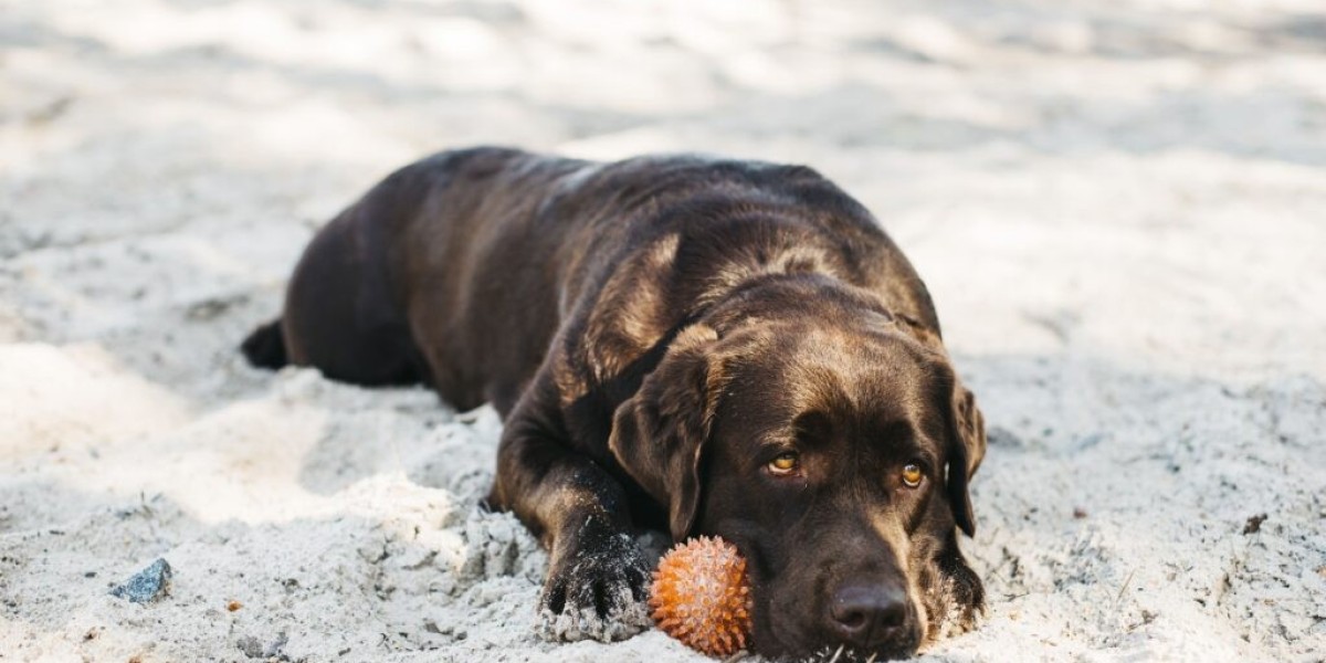 What to Expect After Starting Anti Seizure Meds for Dogs