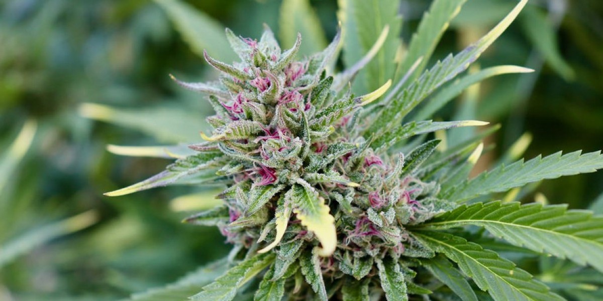 How to Store Edibles Morris County Safely: A Home Guide