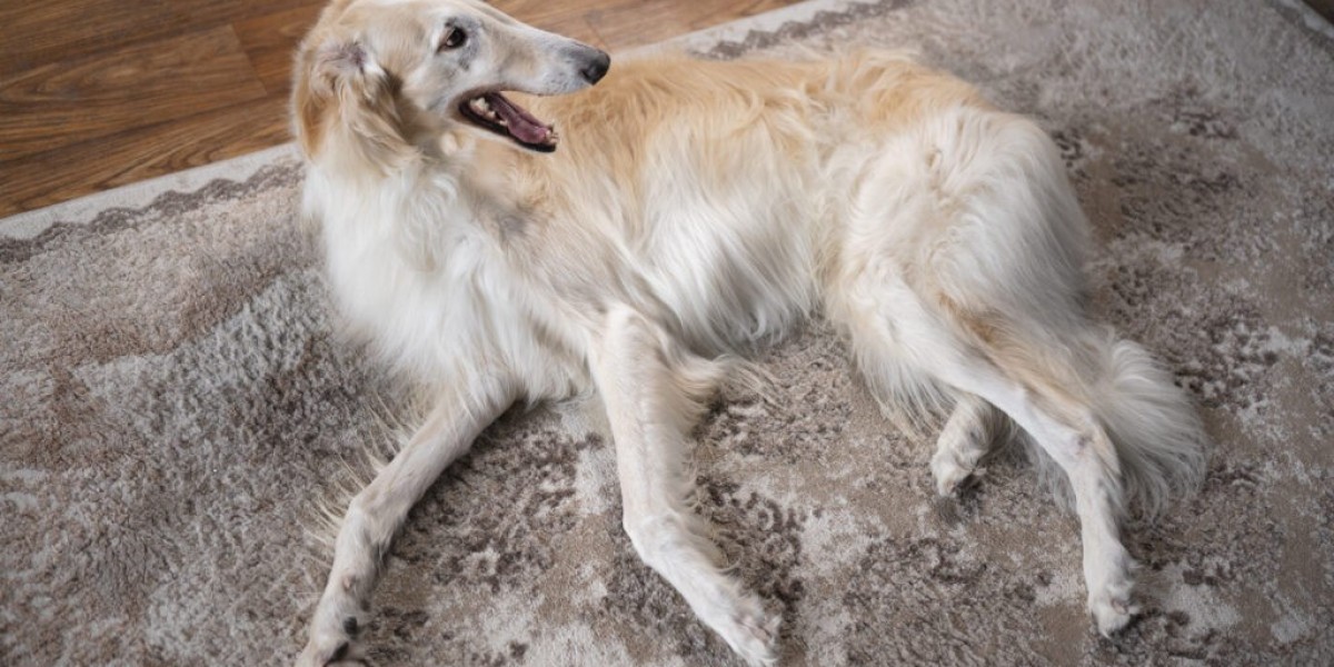 How to Find Veterinarians Open Now During a Pet Emergency