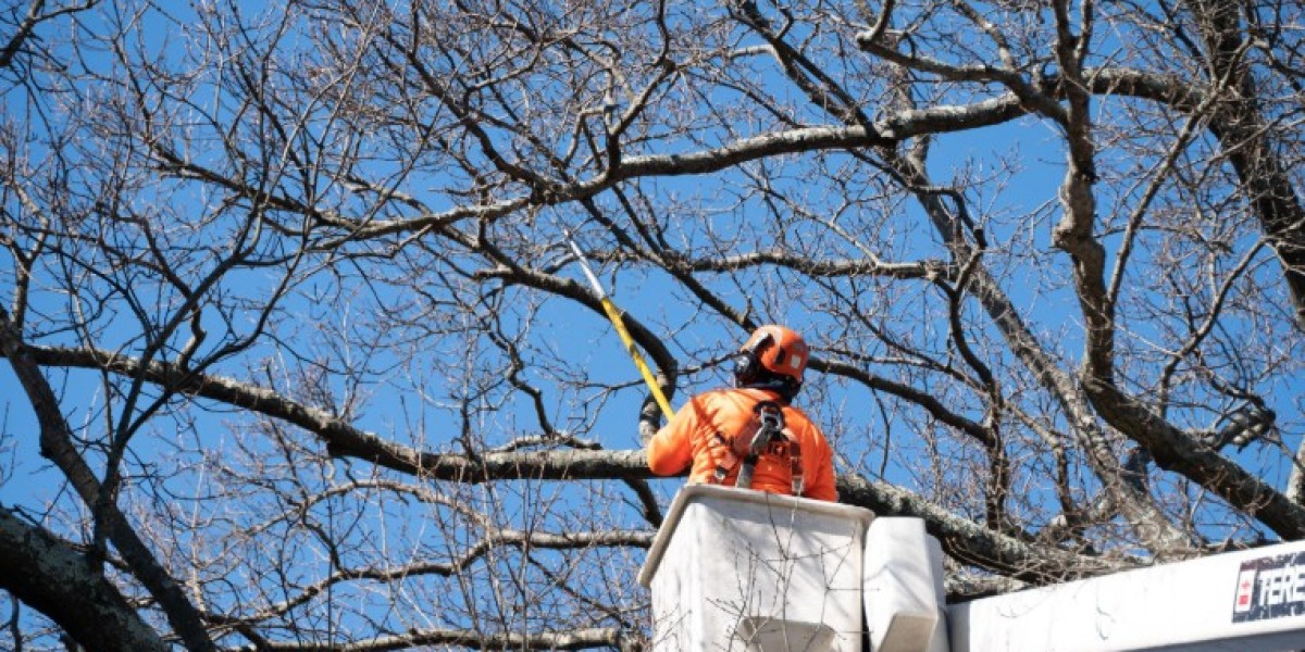 Salas Services: Tree Trimming Near DFW for Healthier and Safer Landscapes